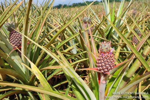 Del Monte Pineapple Plantation