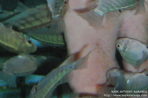 Doctor Fish getting the Dead Skin Cell