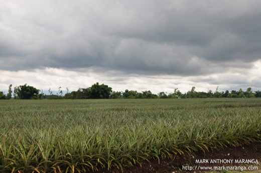 Lush Green of Pineapple Plantation