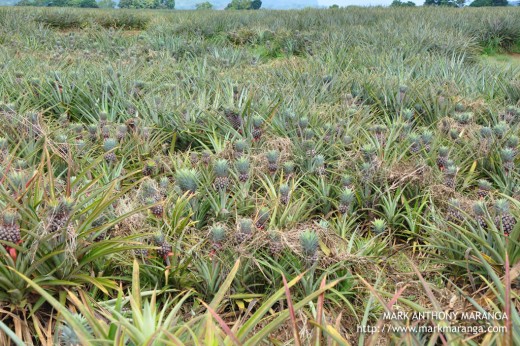 Pineapple Plantation