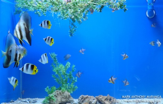 Some of the Fishes in Mactan Aquarium