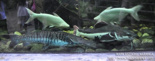 Aquarium of Large Fishes