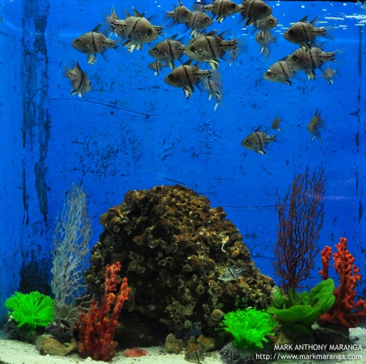 Aquarium of the Orbiculate Cardinal Fish