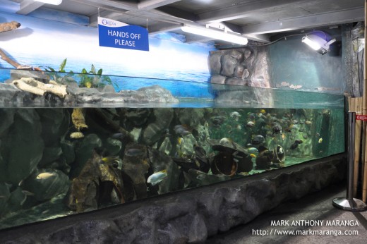 Aquarium with a variety of small fishes