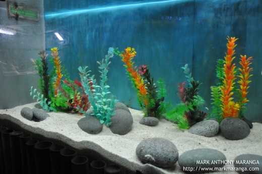 Colorful Aquarium