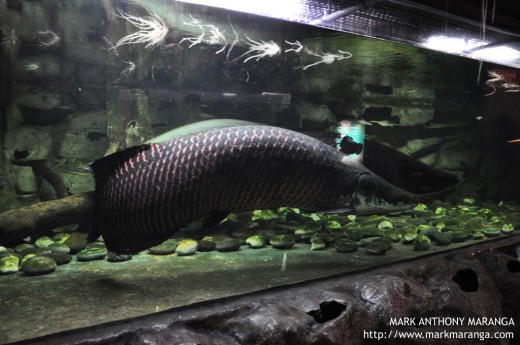 Giant Arapaima