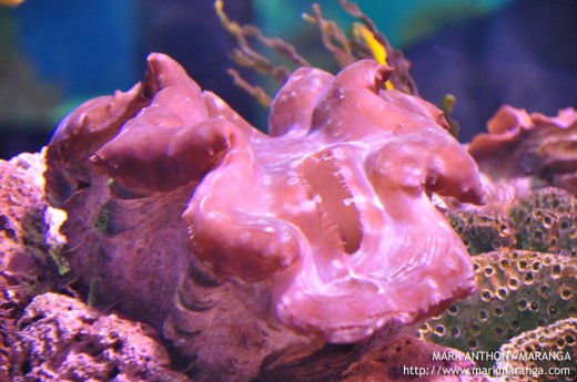 Giant Clam