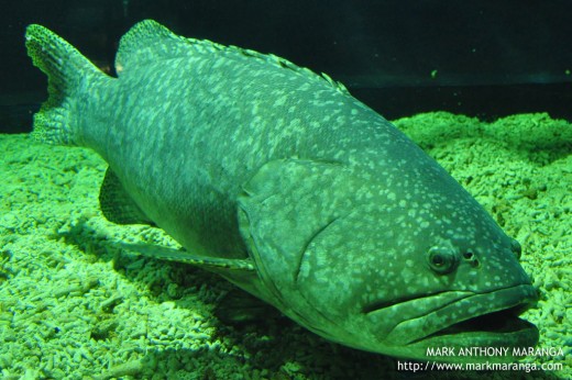 Giant Grouper