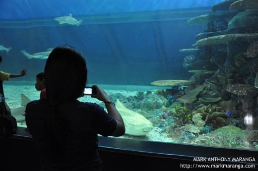 Lisa taking picture at the large fish