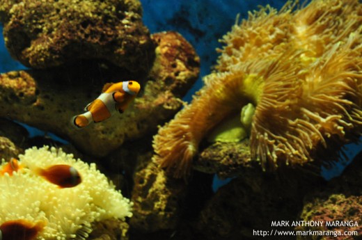Nemo - Clownfish