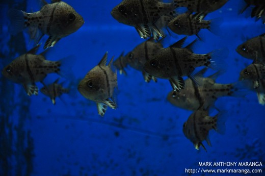 Orbiculate Cardinal Fish