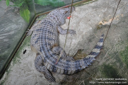 Philippine Crocodile