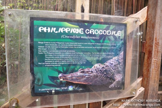 Philippine Crocodile Information