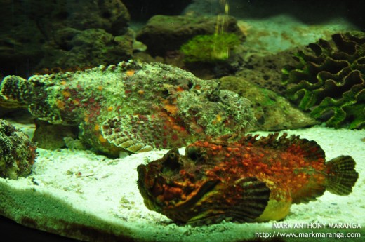 Reef Stonefish