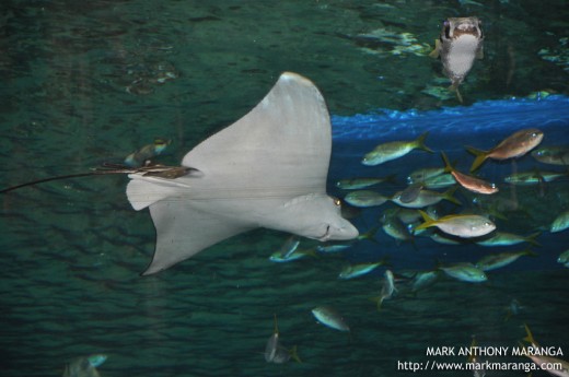 Sharkhead Stingray