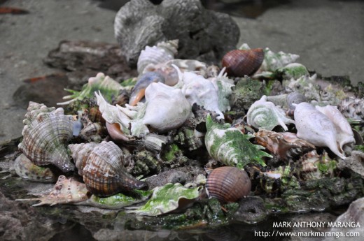 Shells at the Pond