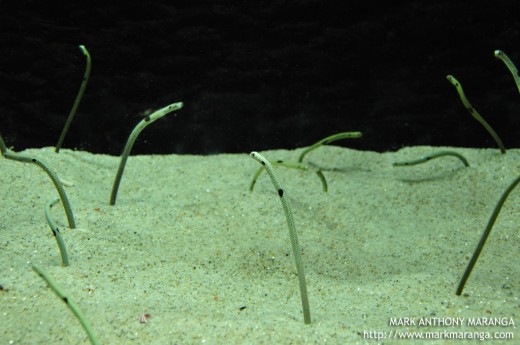 Spotted Garden Eel