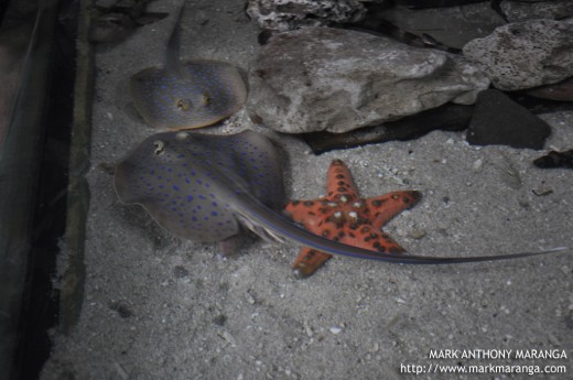 Two stingrays and a Chocolate Chip Sea Star