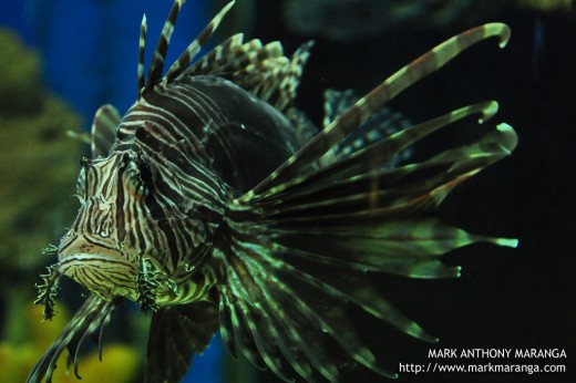 Wonderful Fish at Manila Ocean Park