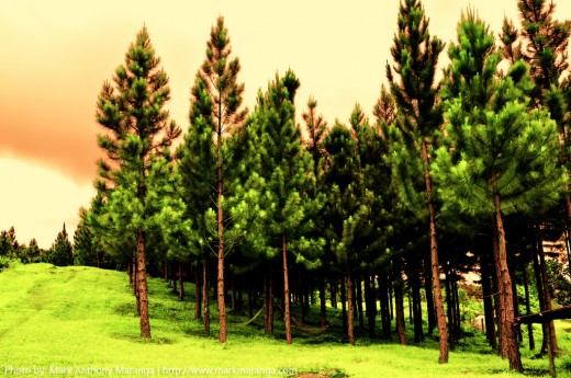 Forest Park Pine Trees