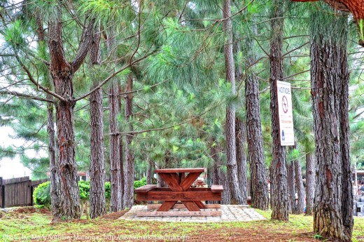 Forest Park Picnic Table