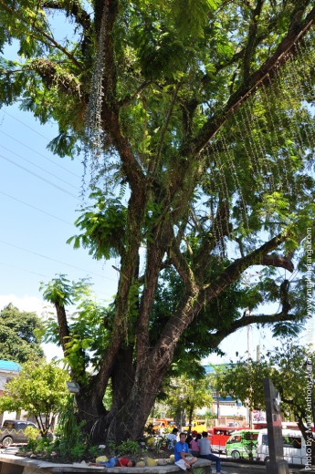 Old Tree