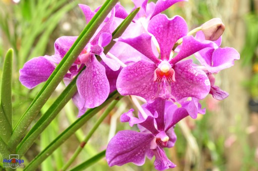 Orchid Farm