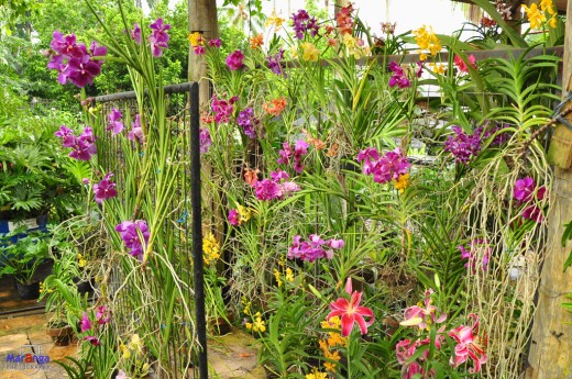 Orchid Farm in Davao - Philippines Tour Guide