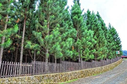 Pine Trees at Forest Park