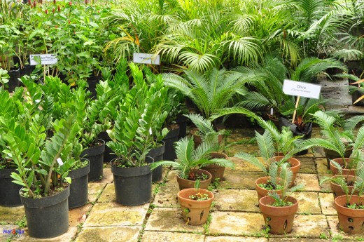 Variety of plants in pot