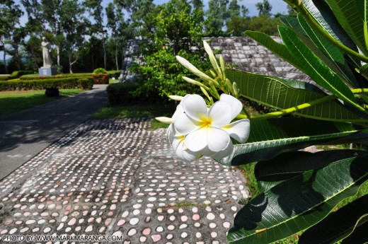 Kalachuchi