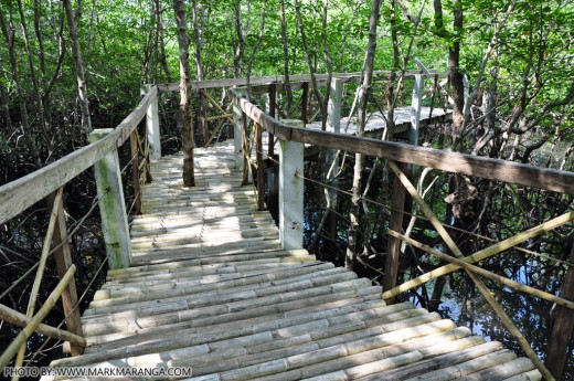 Bamboo Walkway