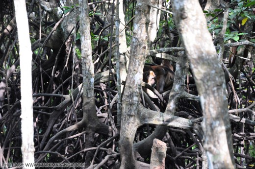 Mangroves Monkeys