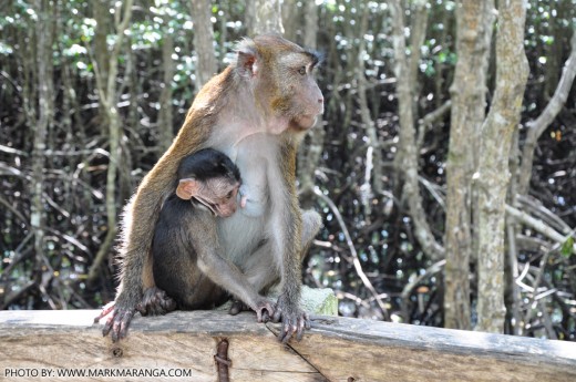 Mother & Son Monkey