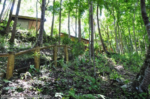 Stairs and tall trees