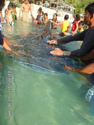 Adults and Kids holding the Whale Shark
