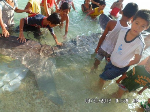 Rope tied on the tale of the Whale Shark