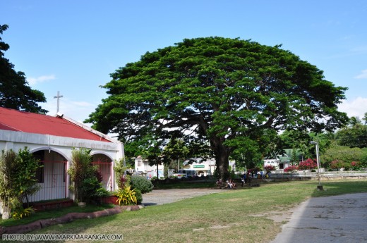 Century Old Tree