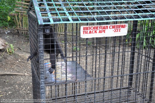 Indonesian Chimpanzee