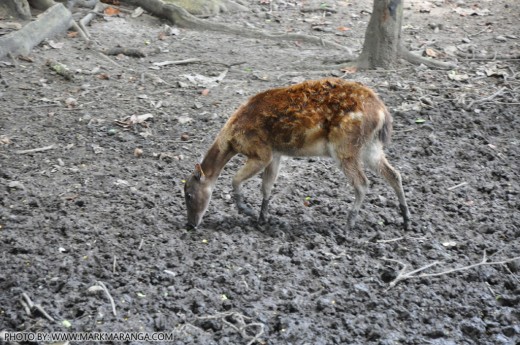 A young Philippine Spotted Deer