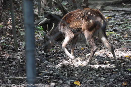Adult Philippine Spotted Deer