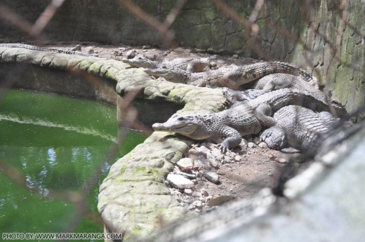 Crocodiles