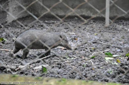 Visayan Warty Pig