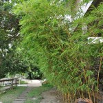 Walkway and Bamboos