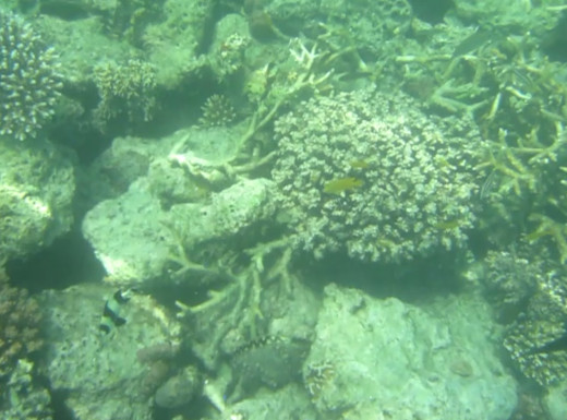 Some of the Corals and Fishes we saw Underwater