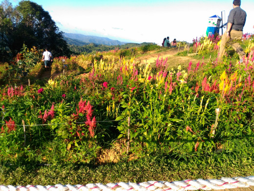 Another view of the Sirao Flower Farm