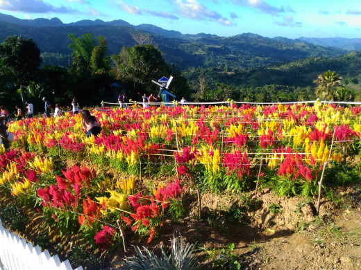 Celosia Flower Farm