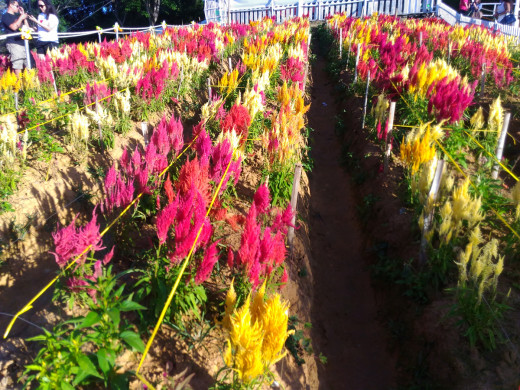 Celosia Flowers by Group