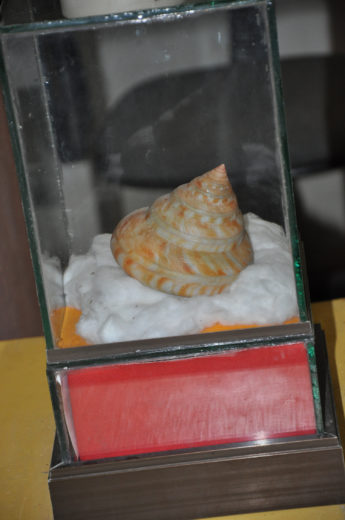 Preserved Shell