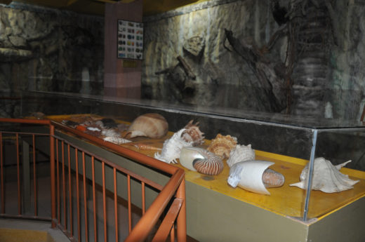 Shells at the Museo nan Surigao